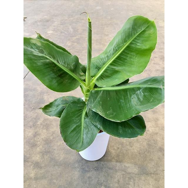 バナナの木 観葉植物 観葉植物として、「バナナの木」 | 奈良の園芸店 グリーンテラスマツイ
