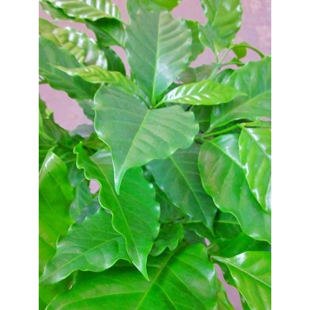 コーヒーの木 7号鉢 深い緑色のツヤツヤした葉っぱが特徴の美しい観葉