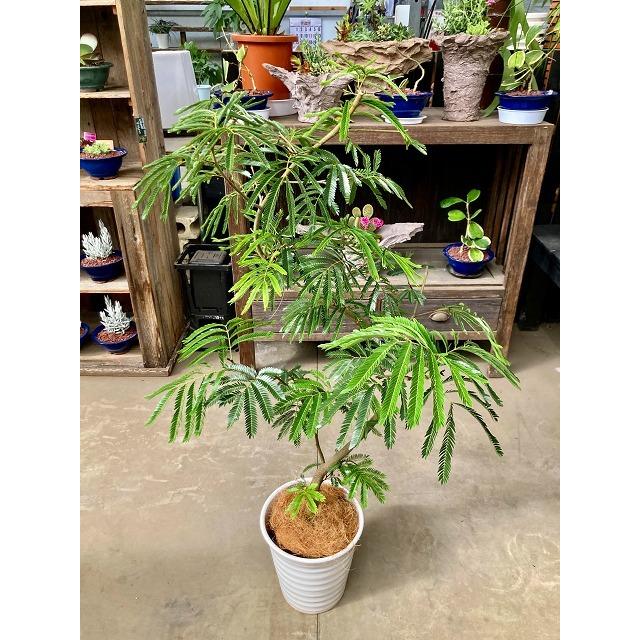 エバーフレッシュ ねむの木 8号陶器鉢植え 観葉植物 インテリア 鉢植え