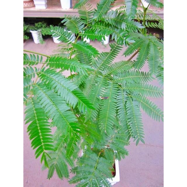 エバーフレッシュ ねむの木 8号陶器鉢植え 観葉植物 インテリア 鉢植え