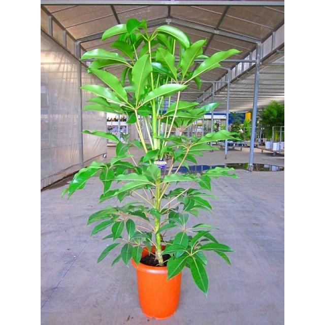 公式 ツピダンサス カリプトラタス チュピタンサス 10号 観葉植物 耐陰性が強く室内のどこに置いてもあまり姿が乱れず お手入れもカンタンです 交換無料 Www Tiebreak Fr