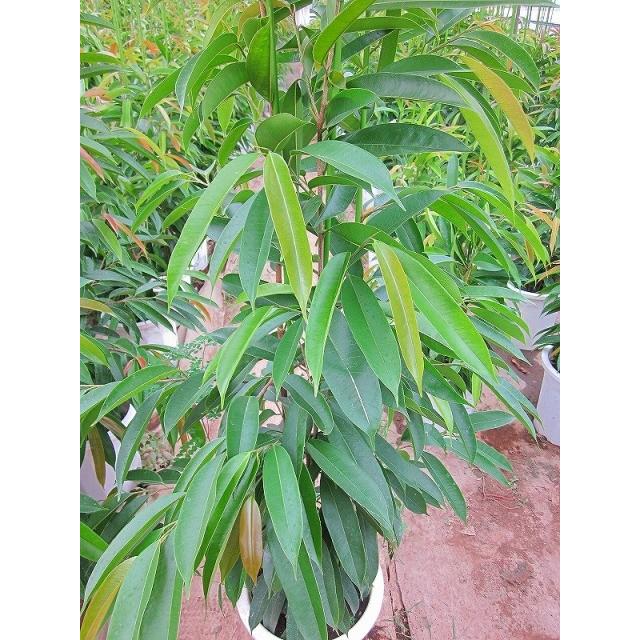 ショウナンゴムの木 10号 細葉タイプのゴムの木です。樹形が美しく