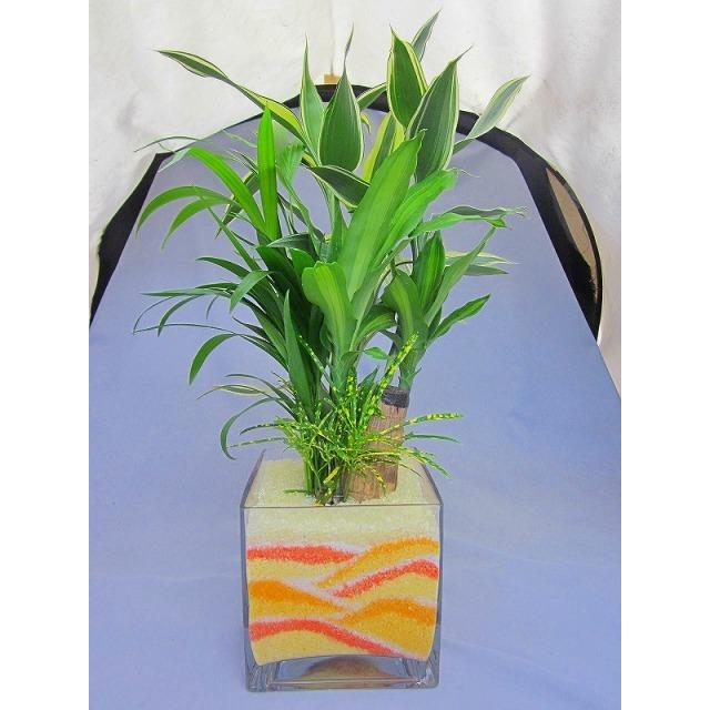 ハイドロカルチャー寄せ植え カラーサンド スクエア15 イエロー 手作りのため世界にひとつだけの模様です Kanyou Hyd 14 02 ブルーミンググレイス 通販 Yahoo ショッピング