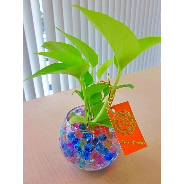 ハイドロカルチャー 観葉植物 バブ１０ ゼリー 素敵なデザインでインテリアにオススメです インテリア 贈り物 ギフト 水耕栽培 Kanyou Hyd 56 ブルーミンググレイス 通販 Yahoo ショッピング