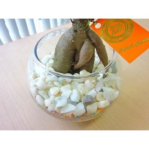 ハイドロカルチャー観葉植物 ガジュマル バブ１０ マゼペット 石のせ 人気の水耕栽培です Kanyou Hyd 58 ブルーミンググレイス 通販 Yahoo ショッピング