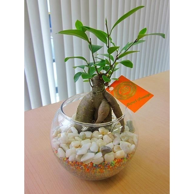 ハイドロカルチャー観葉植物 ガジュマル バブ１２ マゼペット 石のせ 人気の水耕栽培です Kanyou Hyd 59 ブルーミンググレイス 通販 Yahoo ショッピング