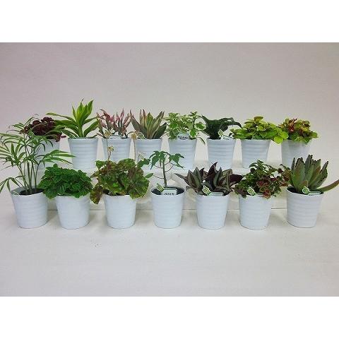 観葉植物セット 観葉植物ギフトセット（S）