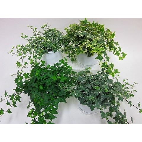 ヘデラ吊（イングリッシュアイビー）（ミニ観葉植物セット）1ケース