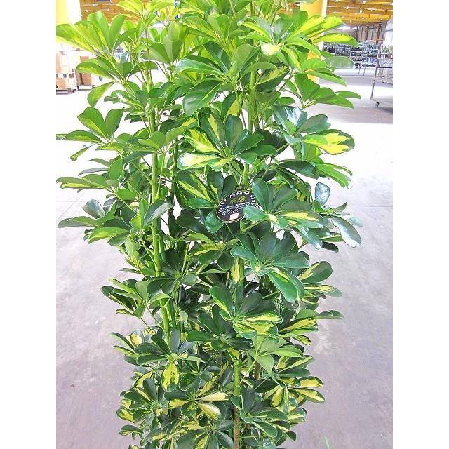 斑入り シェフレラ ホンコン カポック 10号 ヤドリフカノキ 観葉