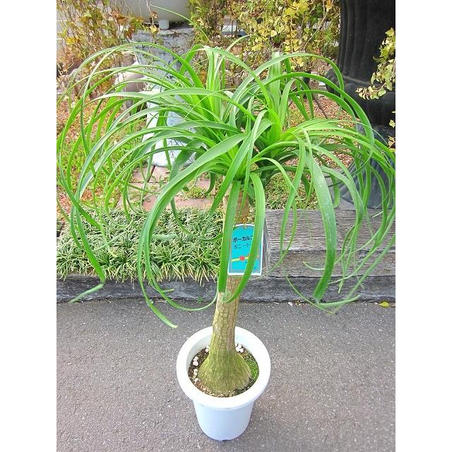 ポニーテール（ノリナ） 7号 トックリラン 観葉植物 インテリア 青年の