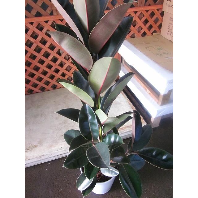 フィカス・バーガンディ 8号 陶器鉢植え 黒ゴム 観葉植物 ゴムの木