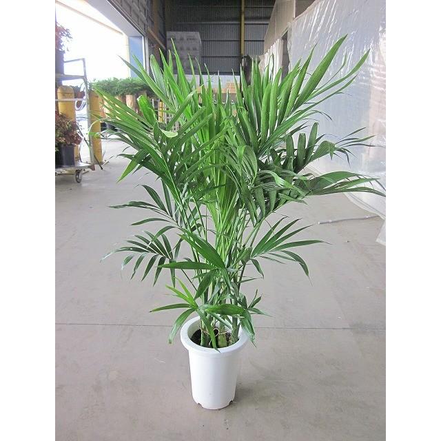ケンチャヤシ 7号 観葉植物 鉢植え 販売 苗 苗木 送料無料 インテリア