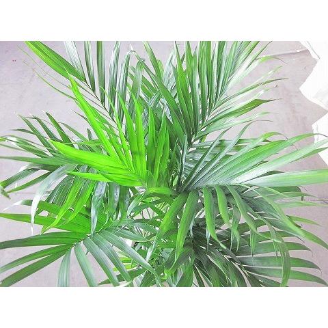ケンチャヤシ 7号 観葉植物 鉢植え 販売 苗 苗木 送料無料 インテリア