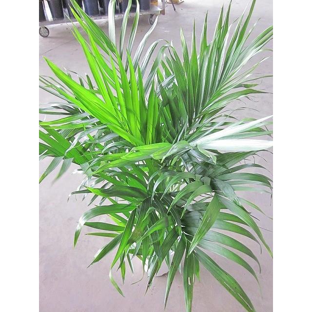 ケンチャヤシ 7号 観葉植物 鉢植え 販売 苗 苗木 送料無料 インテリア