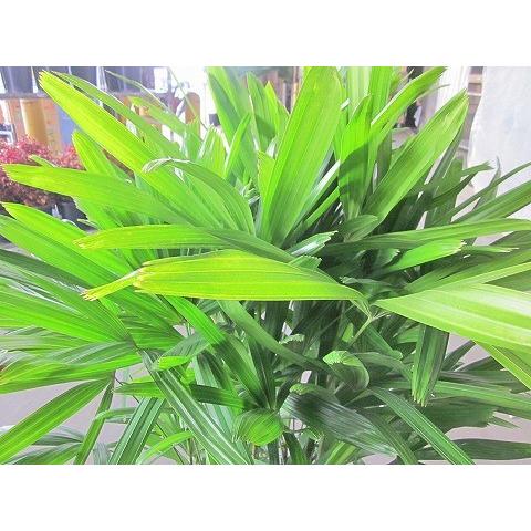 カンノンチク 10号 観音竹 観葉植物 鉢植え 販売 苗 苗木 送料無料
