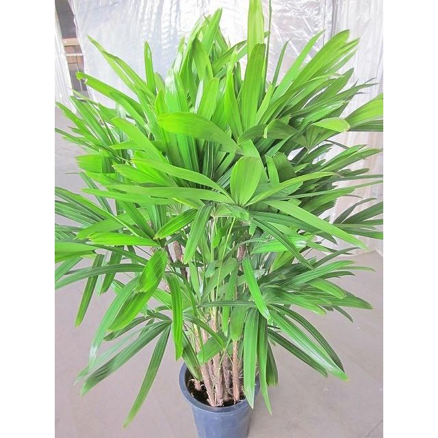 カンノンチク 10号 観音竹 観葉植物 鉢植え 販売 苗 苗木 送料