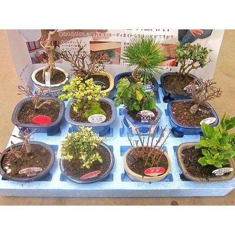 ミニ盆栽 おまかせ 12鉢セット 陶器鉢 鉢植え 鉢 植物 用土 送料 ミニ盆栽 おまかせ 12鉢セット 陶器鉢 鉢植え 鉢 植物 用土 送料