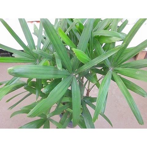 お譲り先決定】観葉植物 観音竹(カンノンチク) 88cm 6号