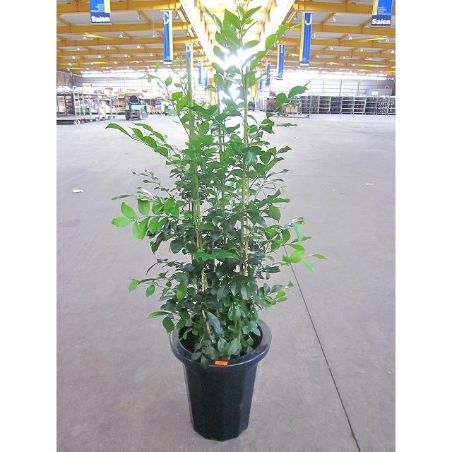 シルクジャスミン 8号 ゲッキツ 月橘 観葉植物 鉢植え 販売 苗