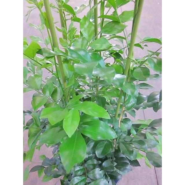 【全国配送可能】ゲッキツ　シルクジャスミン　8号 観葉植物 本物 ゲッキツ 8号鉢 シルクジャスミン 選べる鉢カバー付