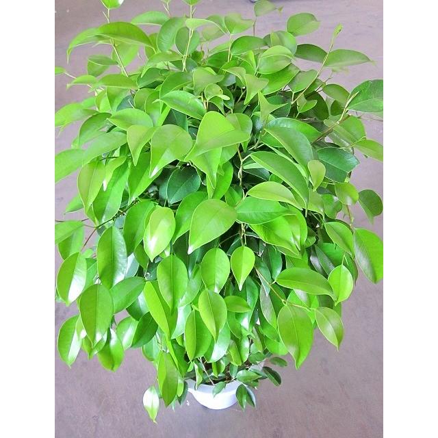 フィカス・ベンジャミン スタンド 8号 観葉植物 鉢植え ベンジャミナ