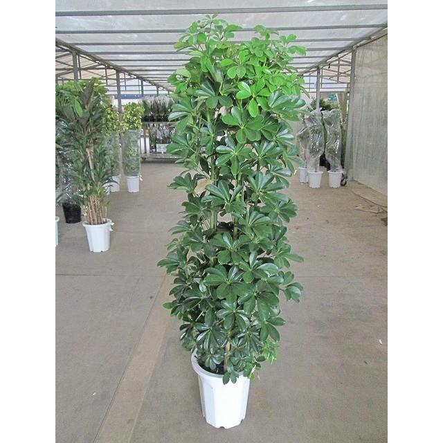 50 Off シェフレラ ホンコン カポック 10号 ヤドリフカノキ 観葉植物 空気清浄 鉢植え 苗 苗木 木 販売 送料無料 大鉢 Sa 0439 ブルーミンググレイス 通販 Yahoo ショッピング 全ての Jeannesauve Org