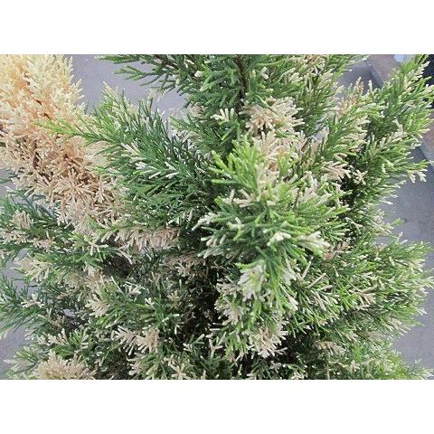 クイーンクレスト コニファー 10号 ゴールドクレスト 斑入り 観葉植物 鉢植え 苗 苗木 木 販売 送料無料 大鉢 Sa 0440 ブルーミンググレイス 通販 Yahoo ショッピング