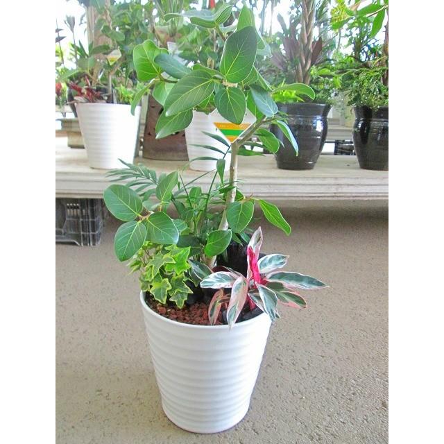観葉植物 アレンジ フィカス ベンガルゴム 8号 陶器鉢 鉢植え 販売 苗 苗木 送料無料 インテリア 贈り物 ギフト お誕生日 記念日 開店祝 Www Nicoleleeariz Mx