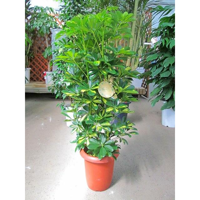 斑入り シェフレラ・ホンコン・カポック 8号 観葉植物 鉢植え 苗