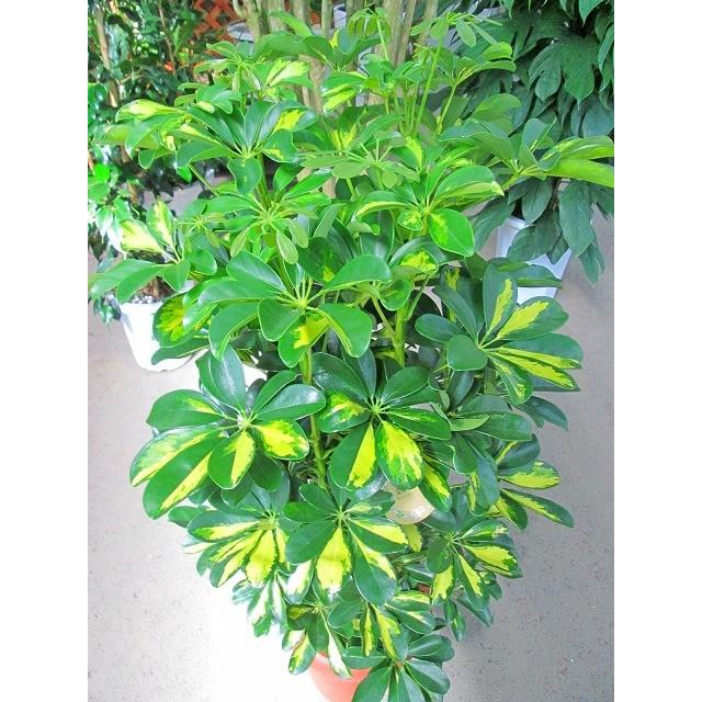 斑入り シェフレラ・ホンコン・カポック 8号 観葉植物 鉢植え 苗 インテリア 贈り物 ギフト 鉢 鉢植え 母の日 お誕生日 記念日 開店祝い ヤドリフカノキ