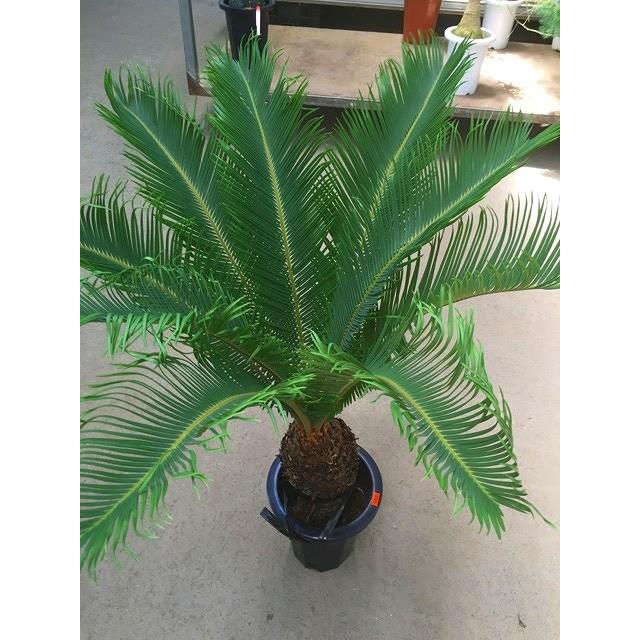 ソテツ 7号 観葉植物 ソテツ 南国 ヤシ 地植え リゾート 庭木 地植え 蘇鉄 鉢植え 苗 お中元 お歳暮 母の日 プレゼント ギフト 敬老 インテリア Sa 0492 ブルーミンググレイス 通販 Yahoo ショッピング