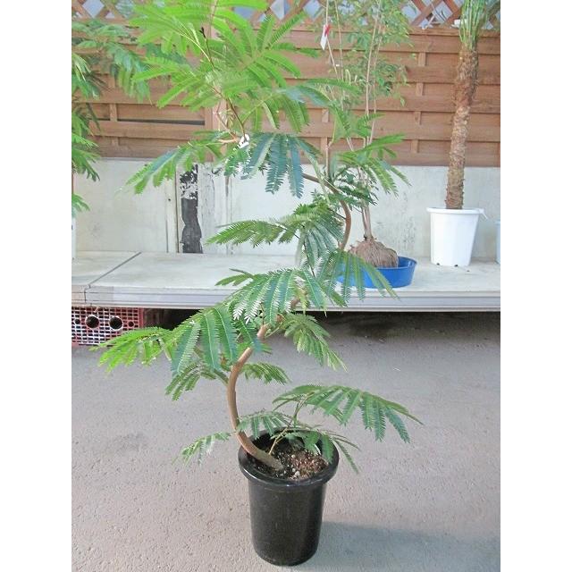 エバーフレッシュ 8号 ねむの木 観葉植物 インテリア 鉢植え