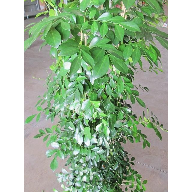 シルクジャスミン 10号 ゲッキツ 月橘 観葉植物 鉢植え 販売 苗 苗木 送料無料 インテリア 贈り物 ギフト お誕生日 記念日 開店祝い Sa 0494 ブルーミンググレイス 通販 Yahoo ショッピング