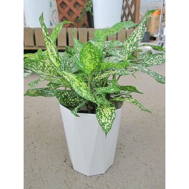 ドラセナ ゴッドセフィアナ 4号 観葉植物 スルクロサ ホシセンネンボク インテリア 贈り物 ギフト 鉢 Sa 0499 ブルーミンググレイス 通販 Yahoo ショッピング