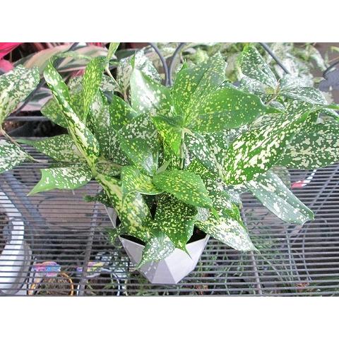 ドラセナ・ゴッドセフィアナ 4号 観葉植物 スルクロサ ホシセンネン