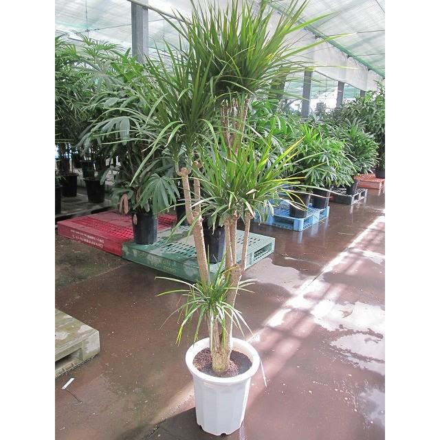 ドラセナ・コンシンネ 10号 観葉植物 鉢植え 販売 苗 苗木 送料無料