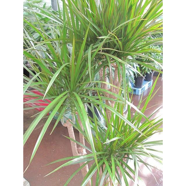 ドラセナ・コンシンネ 10号 観葉植物 鉢植え 販売 苗 苗木 送料無料