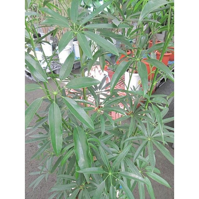 アンガスティ フォリア 10号 観葉植物 シェフレラ ホンコン 鉢植え