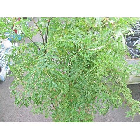 タイワンモミジ（ポリシャス） 8号 観葉植物 ポリシャス 台湾モミジ