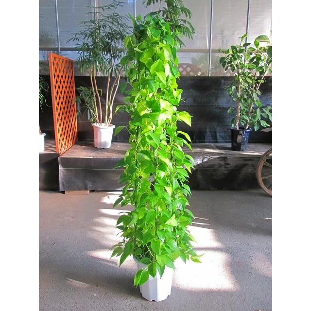 ポトス ライム 10号 タワー 観葉植物 ヘゴ オウゴンカズラ インテリア 贈り物 ギフト 母の日 誕生日 記念日 開店祝い 鉢 Sa 0549 ブルーミンググレイス 通販 Yahoo ショッピング
