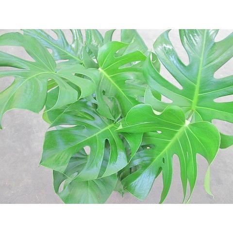 モンステラ 観葉植物 大きな葉　中型 楽天市場】モンステラ 観葉植物 10号鉢（尺鉢・大鉢）ハート型の