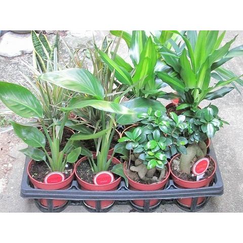 希少な植物　おすすめセット 楽天市場】観葉植物 小さい セット 本物 ミニ 4鉢セット ボタニ