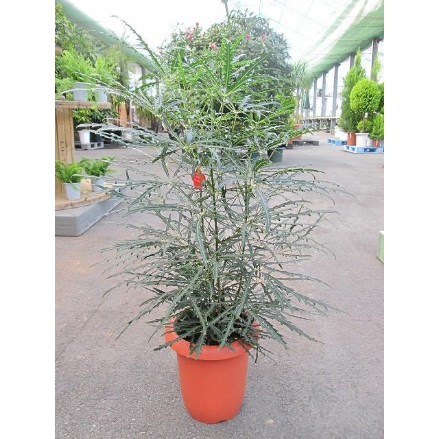 グリーンアラレア 8号 アラレア ディジゴセカ 観葉植物 鉢植え 販売 苗 苗木 送料無料 インテリア 贈り物 ギフト お誕生日 記念日 開店祝い Sa 0577 ブルーミンググレイス 通販 Yahoo ショッピング