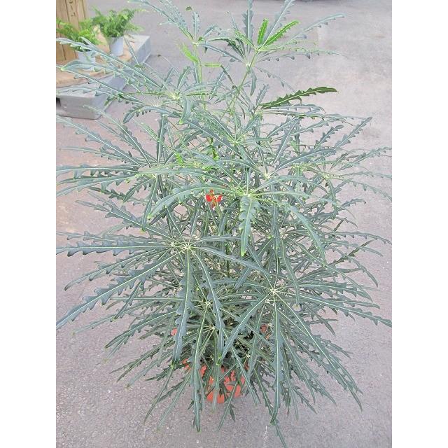 グリーンアラレア 8号 アラレア ディジゴセカ 観葉植物 鉢植え 販売 苗