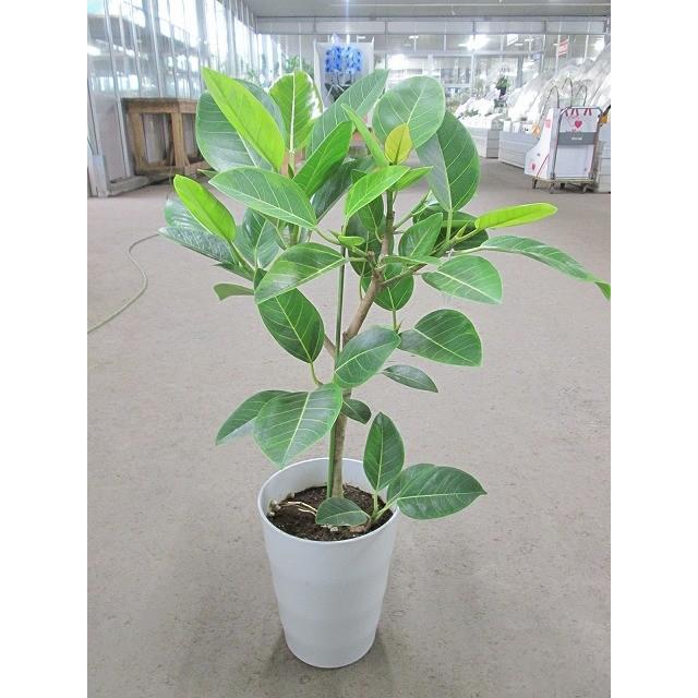 フィカス・アルテシーマ 7号 観葉植物 鉢植え 苗 インテリア 贈り物
