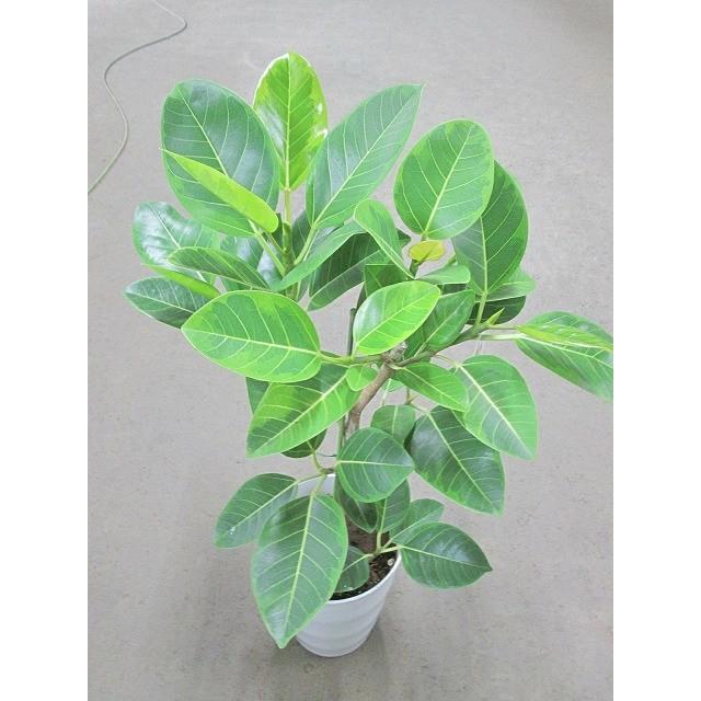 フィカス・アルテシーマ 7号 観葉植物 鉢植え 苗 インテリア 贈り物