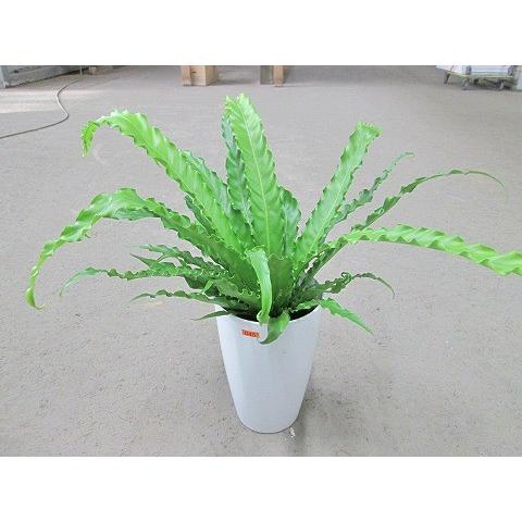 アスプレニウム ビクトリア 7号 観葉植物 タニワタリ シダ 熱帯 チャセンシダ 鉢植え 販売 苗 苗木 送料無料 インテリア 贈り物 ギフト お誕生日 Sa 05 ブルーミンググレイス 通販 Yahoo ショッピング
