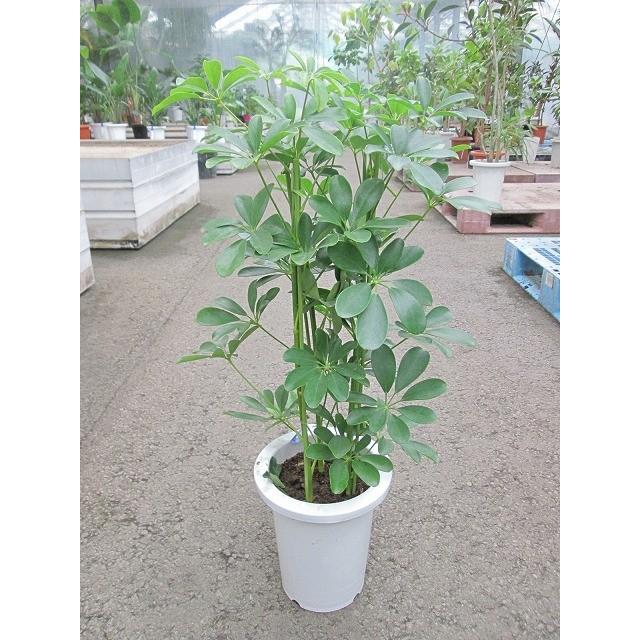 シェフレラ・ホンコン・カポック 7号 観葉植物 鉢植え 苗 インテリア