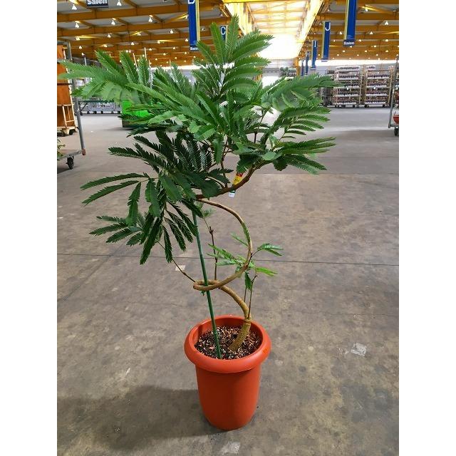 エバーフレッシュ らせん 8号 ねむの木 観葉植物 インテリア 鉢植え スタイリッシュ 母の日 父の日 苗 株立 ギフト プレゼント 贈り物 グリーン Sa 0596 ブルーミンググレイス 通販 Yahoo ショッピング