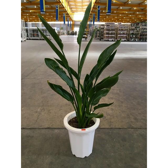 ストレチア レギネ 観葉植物 90cm 8号 3株 ストレチア レギネ 観葉植物 90cm 8号 3株 ストレチア レギネ